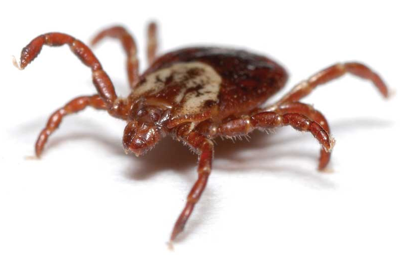 Preventing Ticks on Your Pets