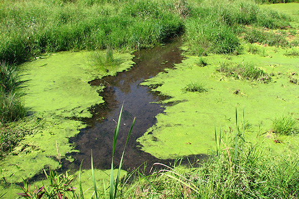 The Dangers of Blue-Green Algae