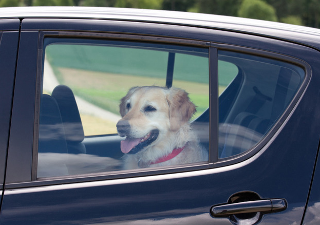 Pets in Vehicles