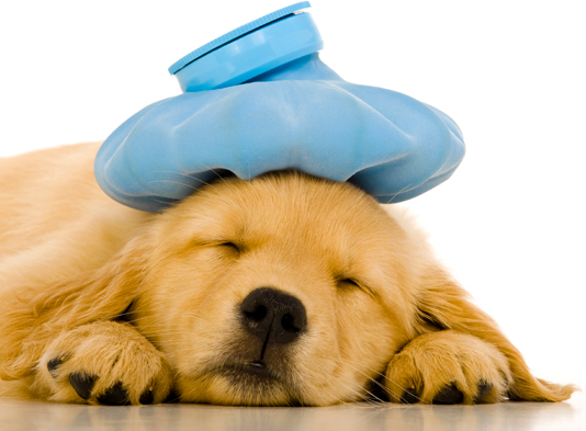 13 animal emergencies that should receive immediate veterinary consultation and/or care