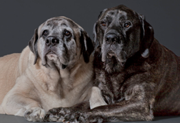 Helping Our Pets Age Gracefully – The Noninvasive Way