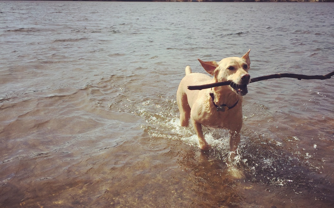 Water Safety Tips for Pets