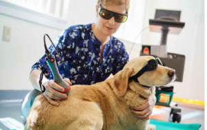 Pamela Levin, DVM, CVA, CCRT, CVPP (Certified Veterinary Acupuncturist, Certified Canine Rehabilitation Therapist, Certified Veterinary Pain Practitioner) performing laser therapy on her patient, Hobbs.