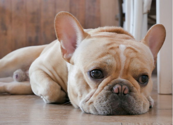 Do Dogs Feel Sadness?