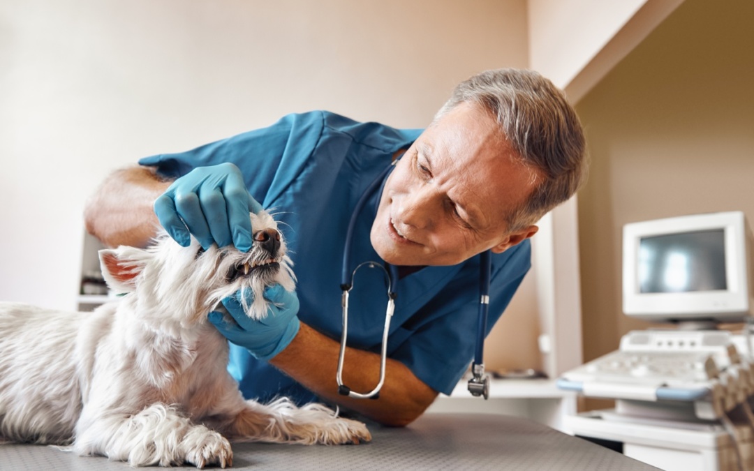 Sink Your Teeth Into Pet Dental Health Month