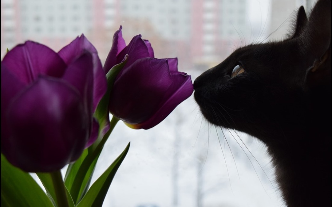 Cat smelling tulip