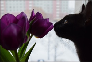 Cat smelling tulip
