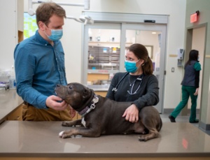 two masked veterinarians talking with dog on table