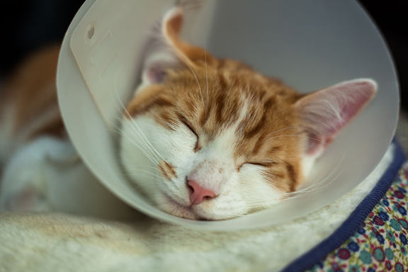 cat sleeping in e-collar after surgery