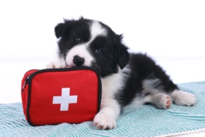 black and white puppy chewing red first aid kit