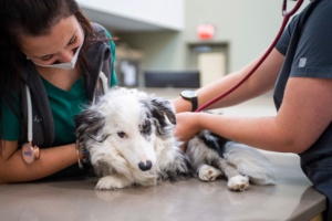 black and white dog being examined by veterinarians