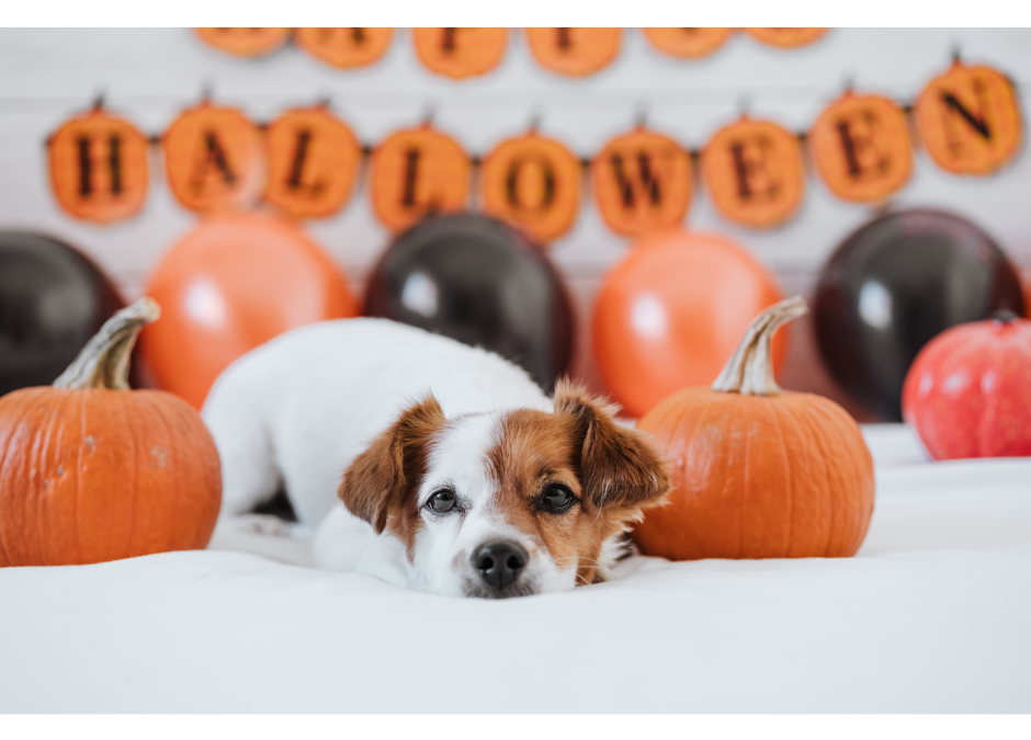 Keeping Pets Healthy & Safe at Halloween