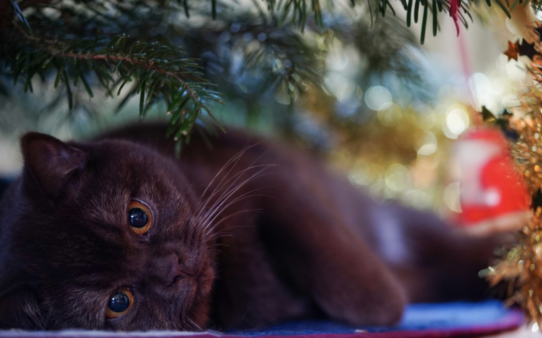How to Keep Pets Safe During the Holiday Season