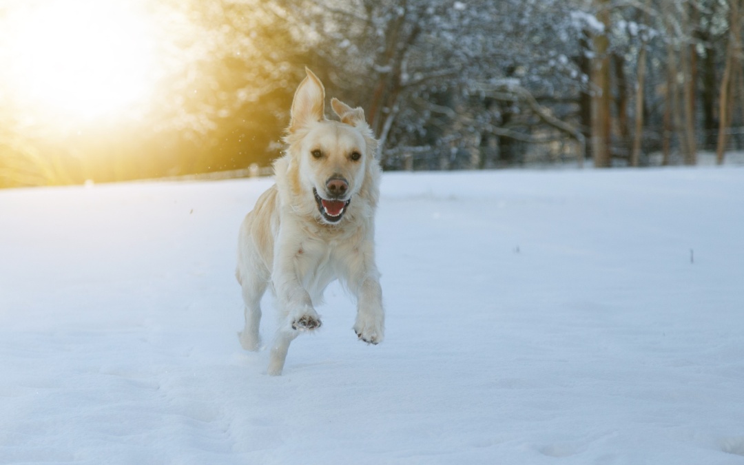 Ice, Snow & Skis: Winter Pet Safety