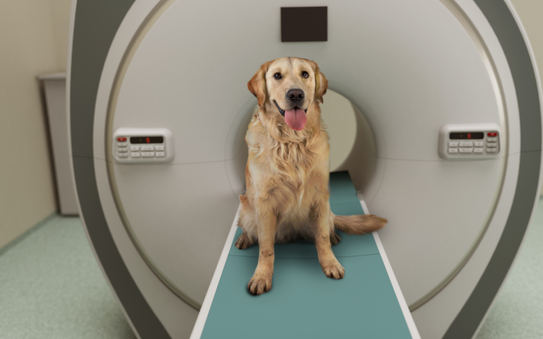 Neurology Spotlight: Seizures in Pets