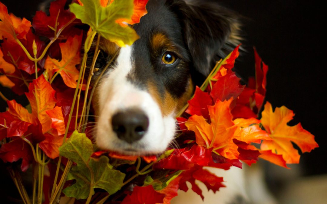 Changing Seasons: Preparing For Fall Pet Safety