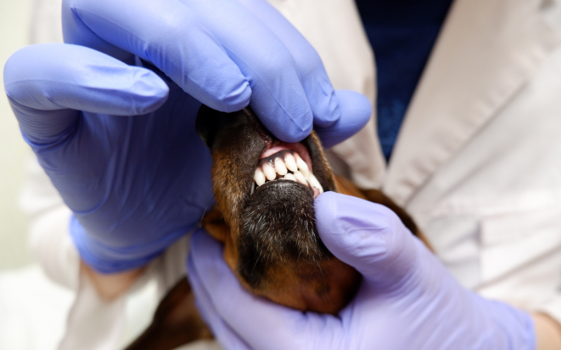 Benefits of Advanced Veterinary Dentistry