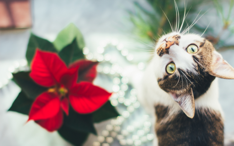 Winter and Holiday Toxins for Pets