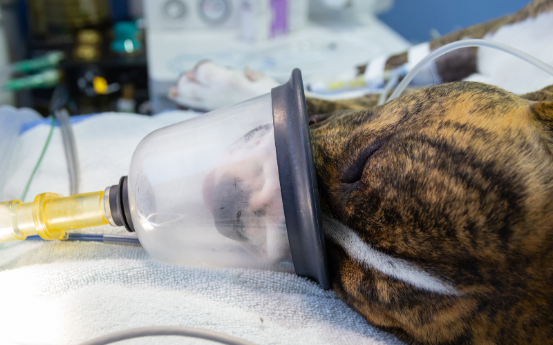 The Case for General Anesthesia in Dentistry for Pets