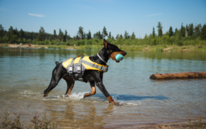 doberman playing in water wearing life vest