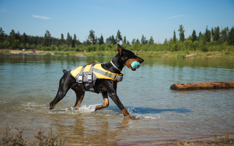 Splish Splash! Your Pet and Water Safety