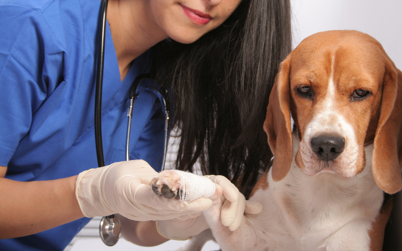 Preventing Orthopedic Injuries in Pets