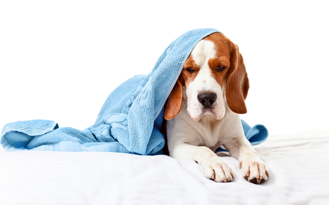 Digesting the Dangers: Understanding Pancreatitis in Pets