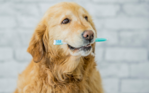 golden retriever holding toothbrush in mouth