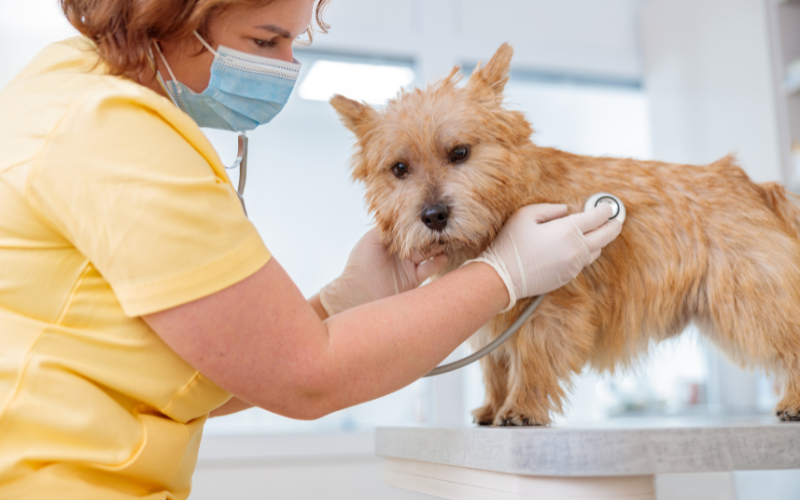 Behind the Symptoms: Navigating Cushing’s Disease in Pets