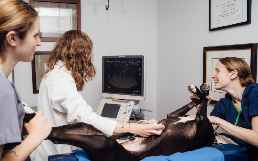dog receiving an ultrasound