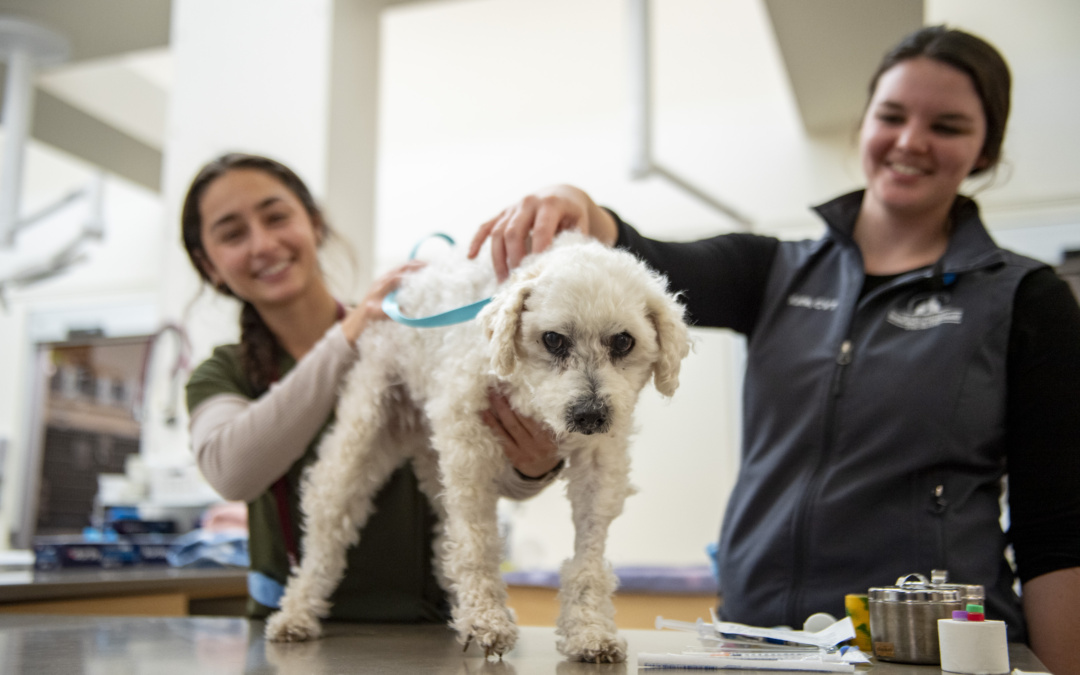 A Thank You to Our Incredible Veterinary Technicians