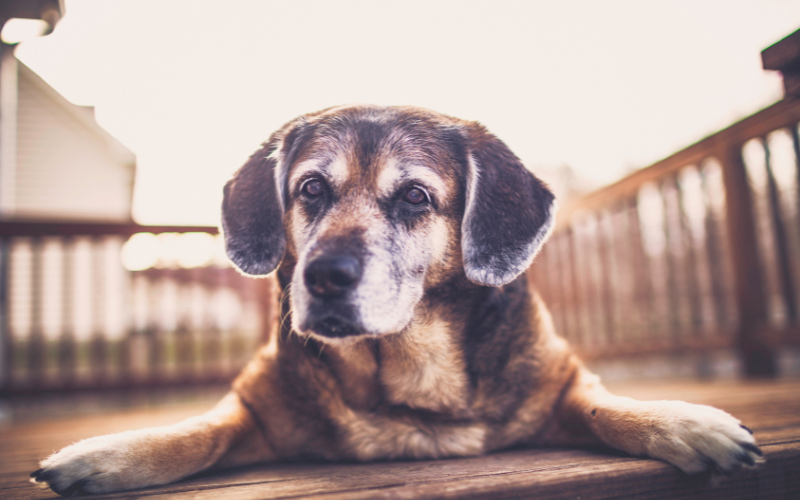 older dog laying on deck looking at the camera