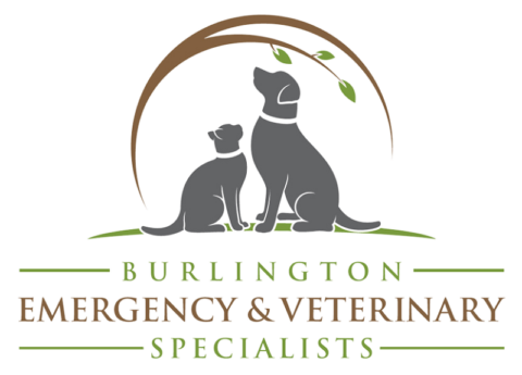 What To Expect During An Emergency Burlington Emergency And