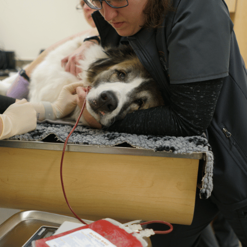 dog blood donation in clinic