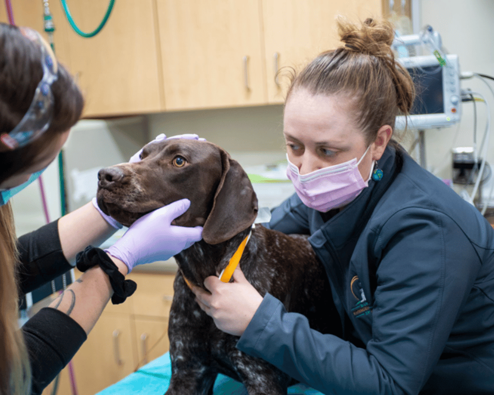 vet examining a dog