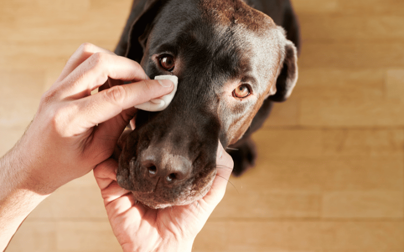 person cleaning dog's eye