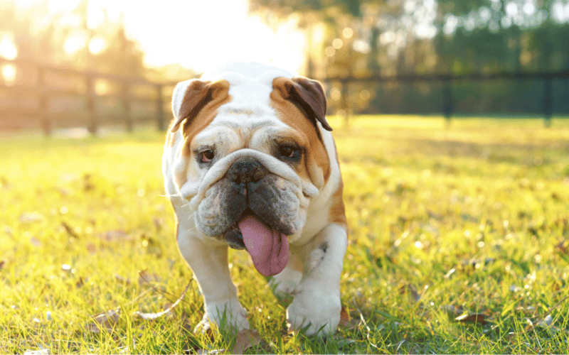 dog running in field