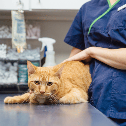 vet holding a cat