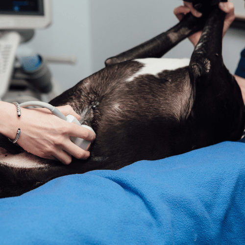 vet applying medicine of dog