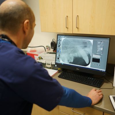 A medical professional reviewing a radiographic image