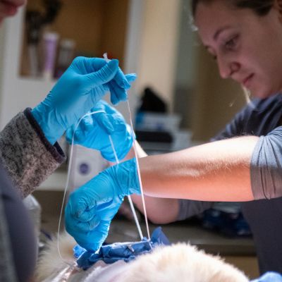 A person in blue gloves preparing a medical face mask before use