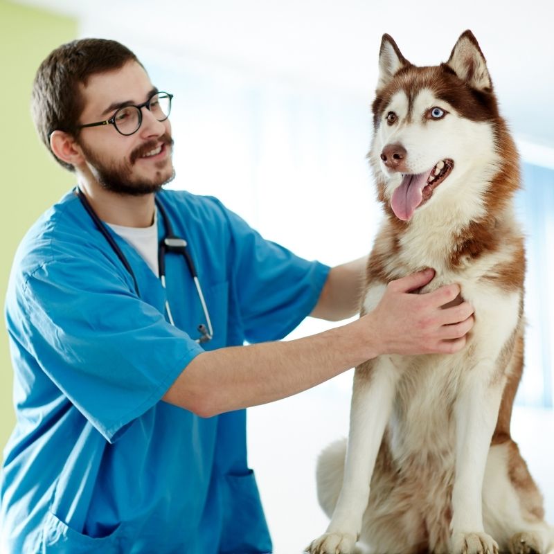 urgent care dog blood donation in clinic