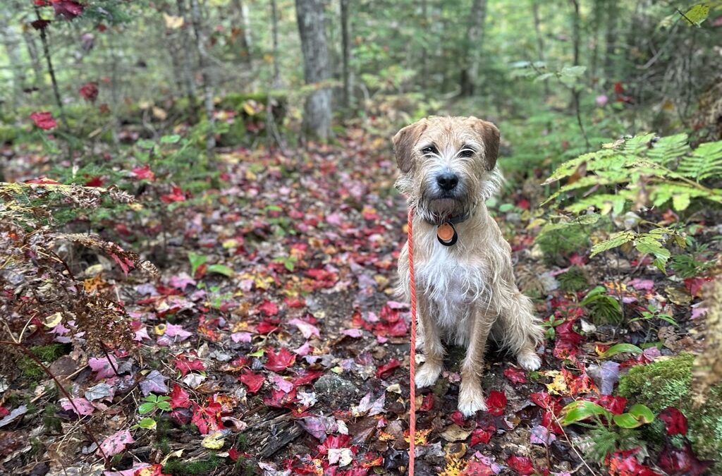 fall pet safety tips