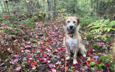 Fall Pet Safety Tips: 5 Autumn Activities to Enjoy With Your Pet in Vermont